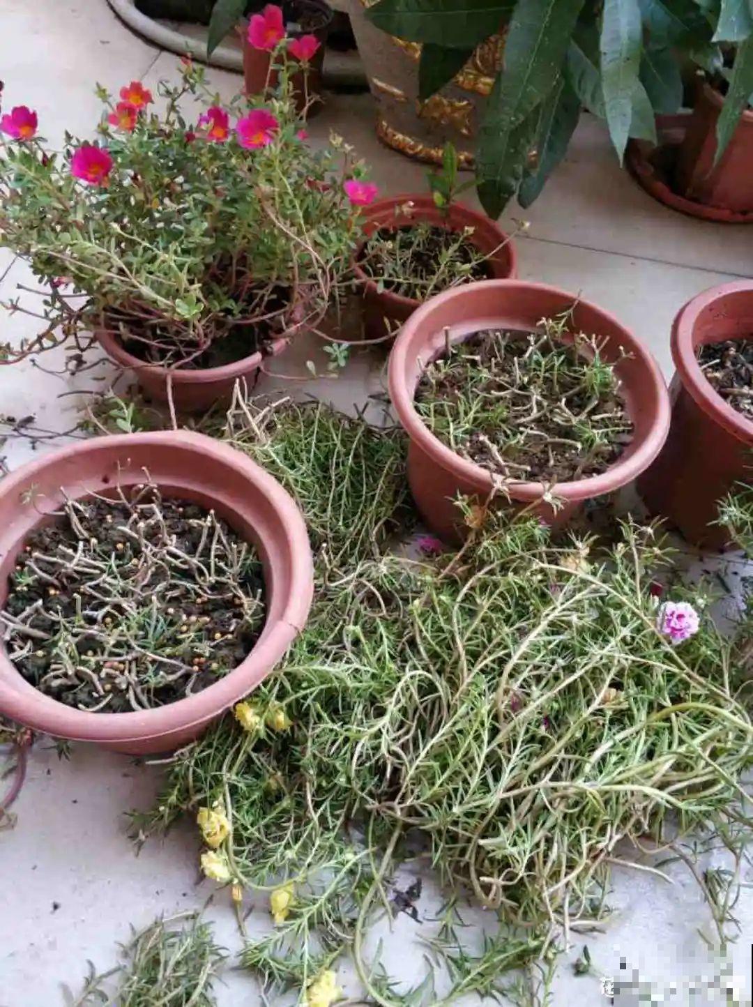 不同花卉耐寒程度不同,要根据品种来养护 不同花卉耐寒程度不同,要根据品种来养护