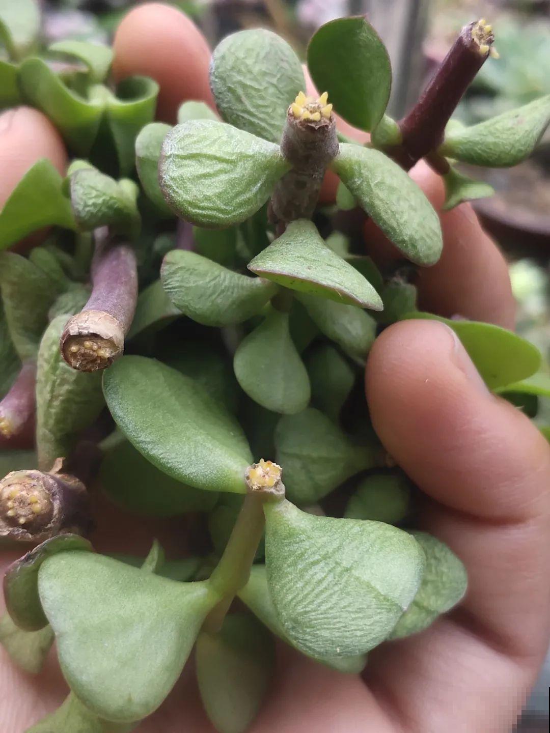 秋天降温快，家里养这9种花，要赶紧搬进屋了