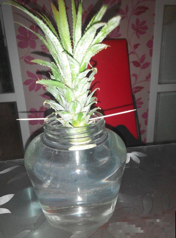 吃完的菠萝别扔，栽到土里还能活，养上几年能结果！