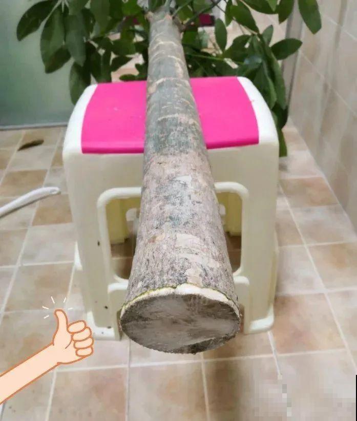 绣球生病，直接撸光叶、剪光头，反而长得旺！