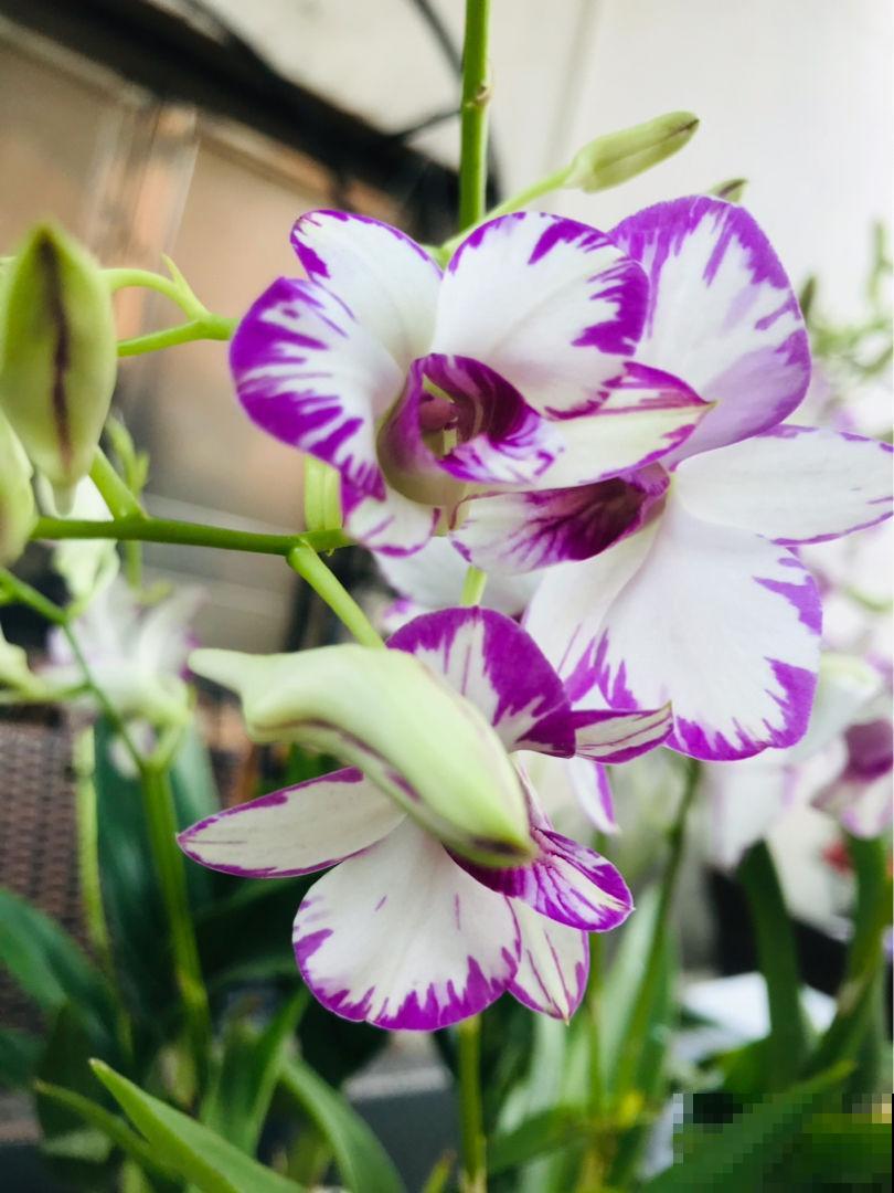 养花对身体有益，这4种花只要1种，就能养人养身心