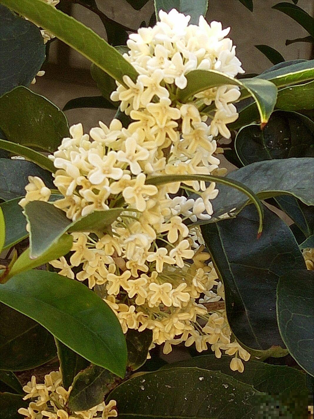 正值“桂月”，养桂花最合适，香味超浓郁