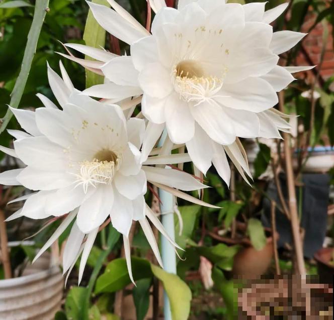 昙花花美，花期只有一瞬，快去搬小板凳坐好！