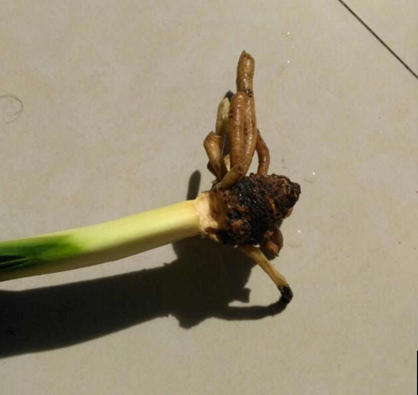 花卉总烂根？问题不一定在浇水上，这3个细节要注意！