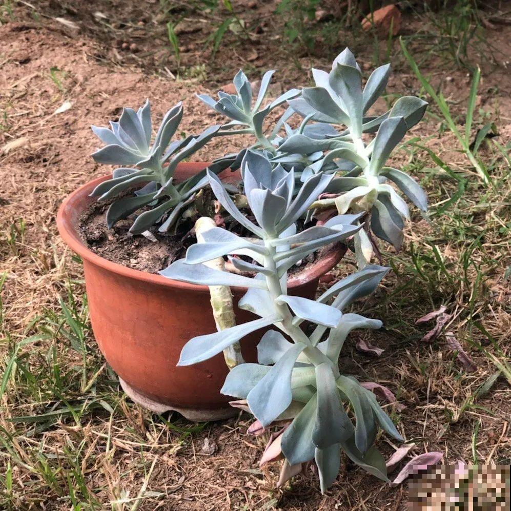 水浇多了，快把土刨掉，否则花3天必死！