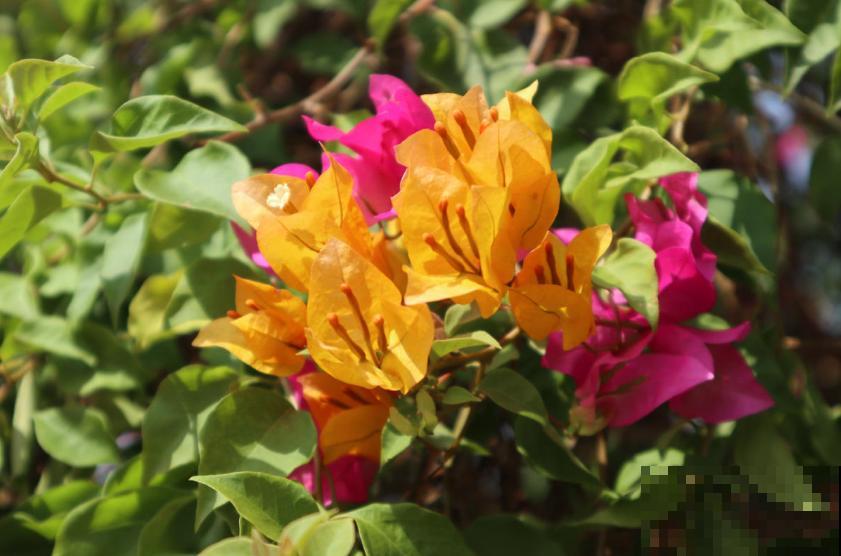 新买的三角梅直接就种？难怪长得慢，先“洗个澡”再种！