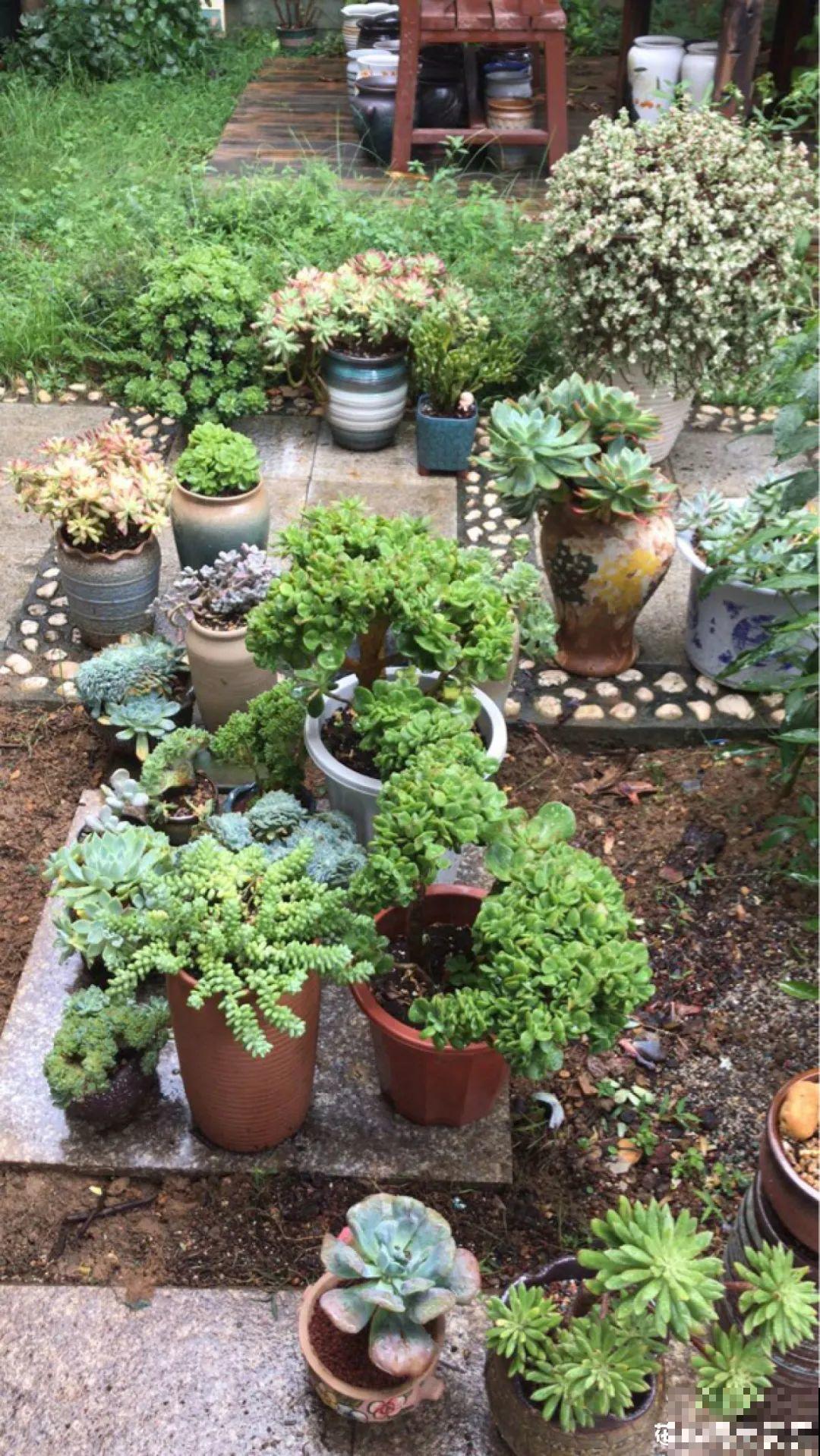 秋天开始降温了,9种花放外面冻一冻,开出饱满大花球 秋天开始降温了,9种花放外面冻一冻,开出饱满大花球