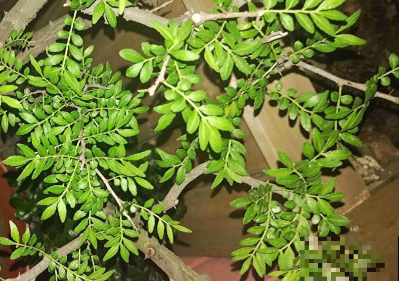 植物命名的5种方式,新奇有趣! 植物命名的5种方式,新奇有趣!