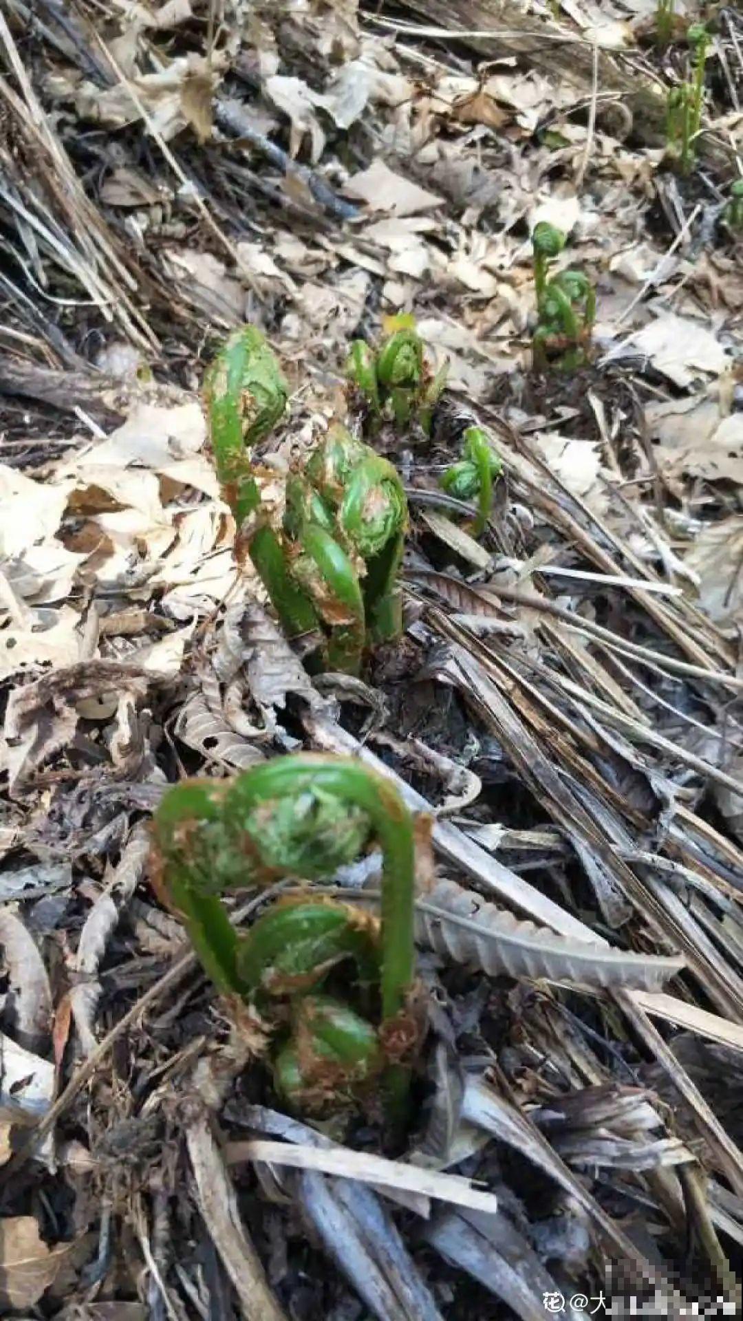 50种小时候常见的野草，现在几乎见不到了