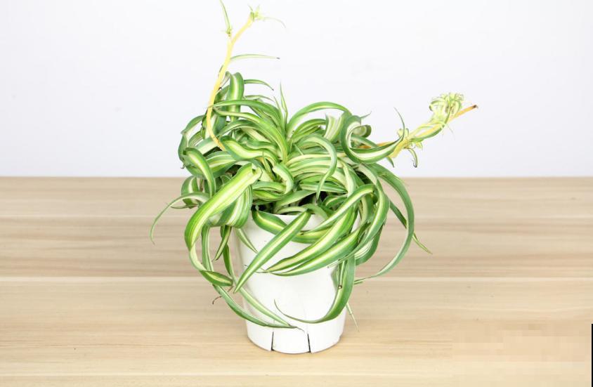 家里养盆卷叶吊兰，叶片卷曲似法国女郎，太迷人！