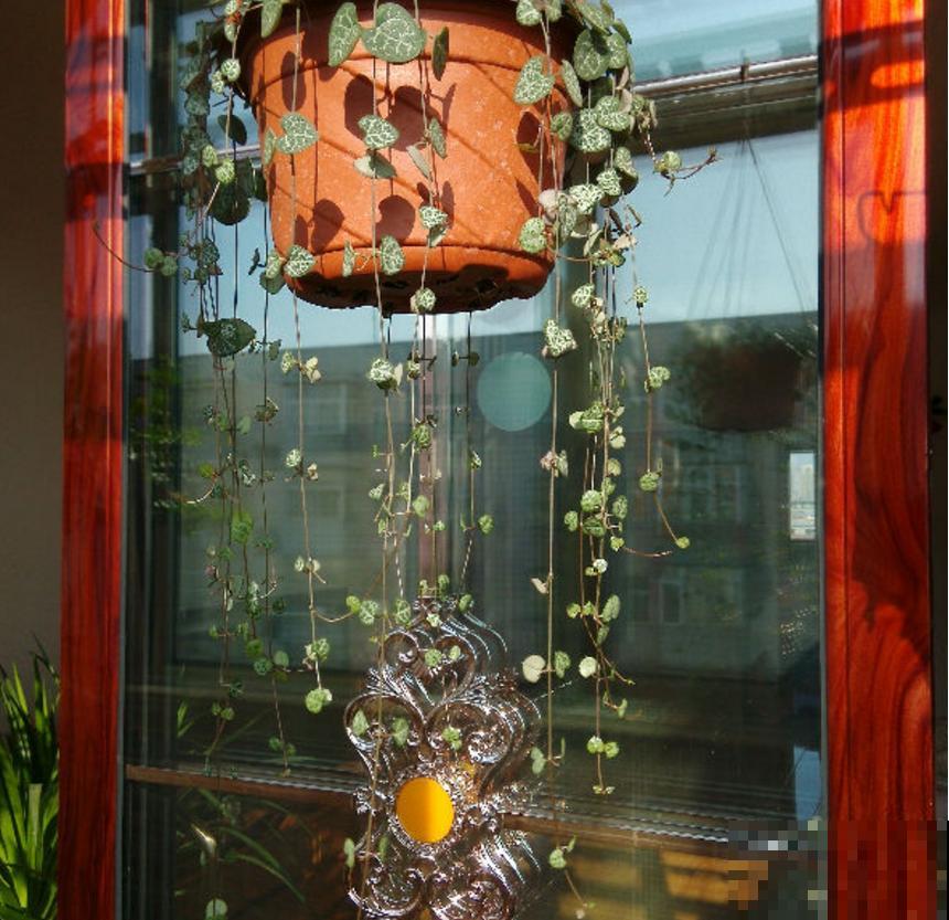 适合吊着养的5种花,专门解决空间不够,好看又省地方 适合吊着养的5种花,专门解决空间不够,好看又省地方