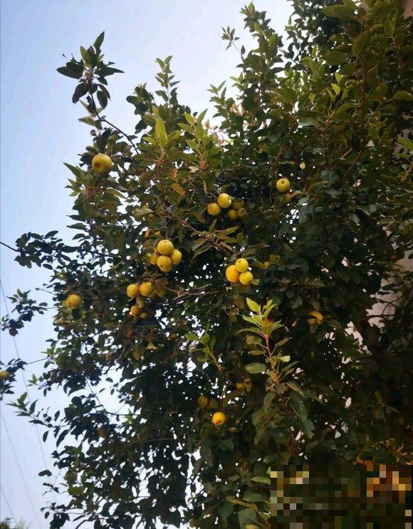 秋日开花多，美景拍下来，留住最美一刻