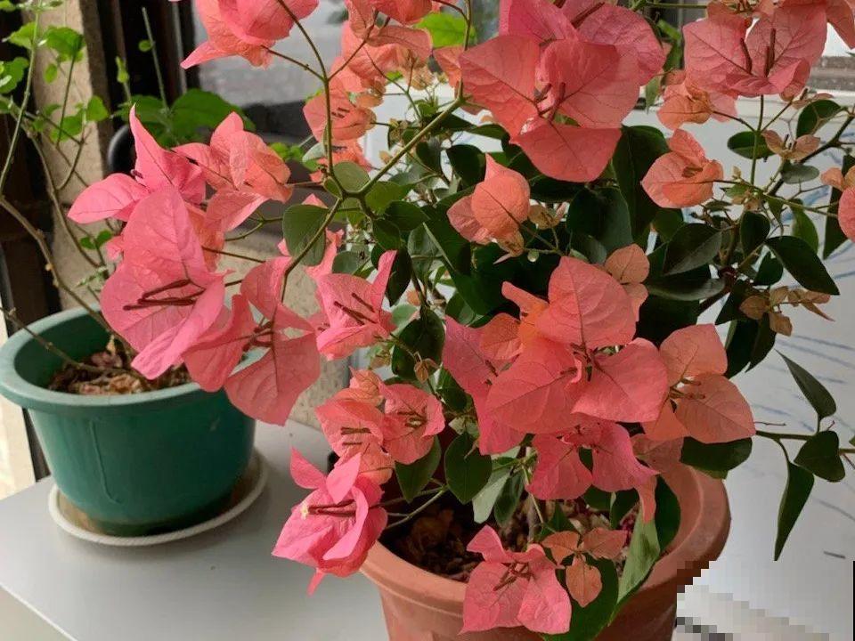 秋天降温快，家里养这9种花，要赶紧搬进屋了