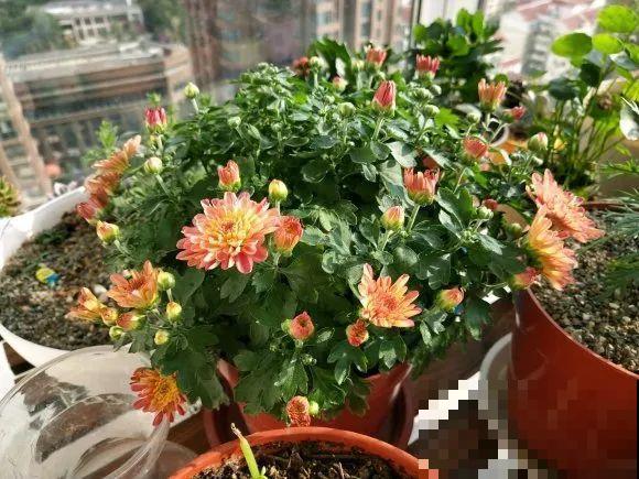 天凉了，9种花不能修剪，剪了以后不开花！