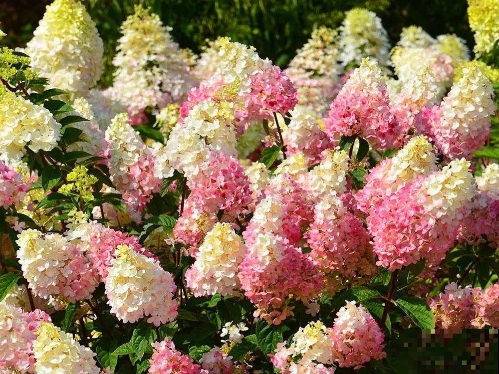 家里有院子，适合养棵圆锥绣球，开花长成2米花树