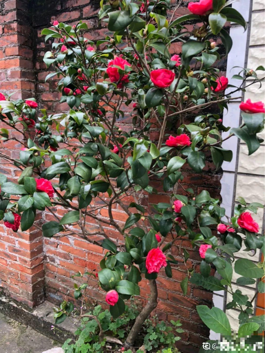 不同花卉耐寒程度不同,要根据品种来养护 不同花卉耐寒程度不同,要根据品种来养护