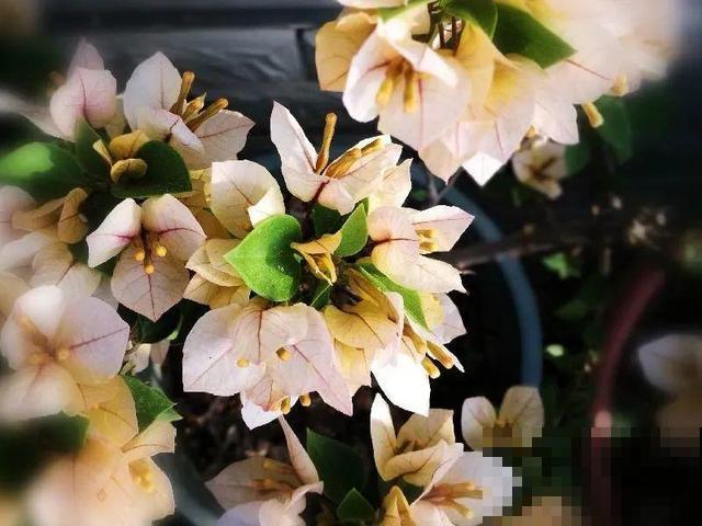 十月养这花,撸叶子、少浇水,10天冒出大花苞! 十月养这花,撸叶子、少浇水,10天冒出大花苞!