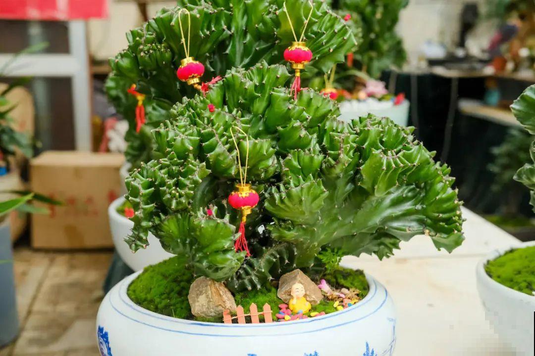 逛花市必买的花，十月入手刚刚好，不买亏大了！