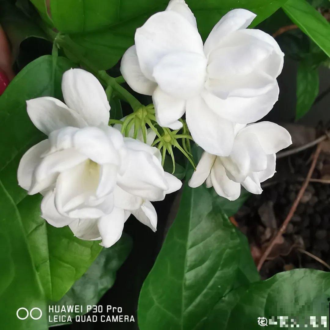 这些花快搬进室内，再不搬就晚啦！死翘翘！