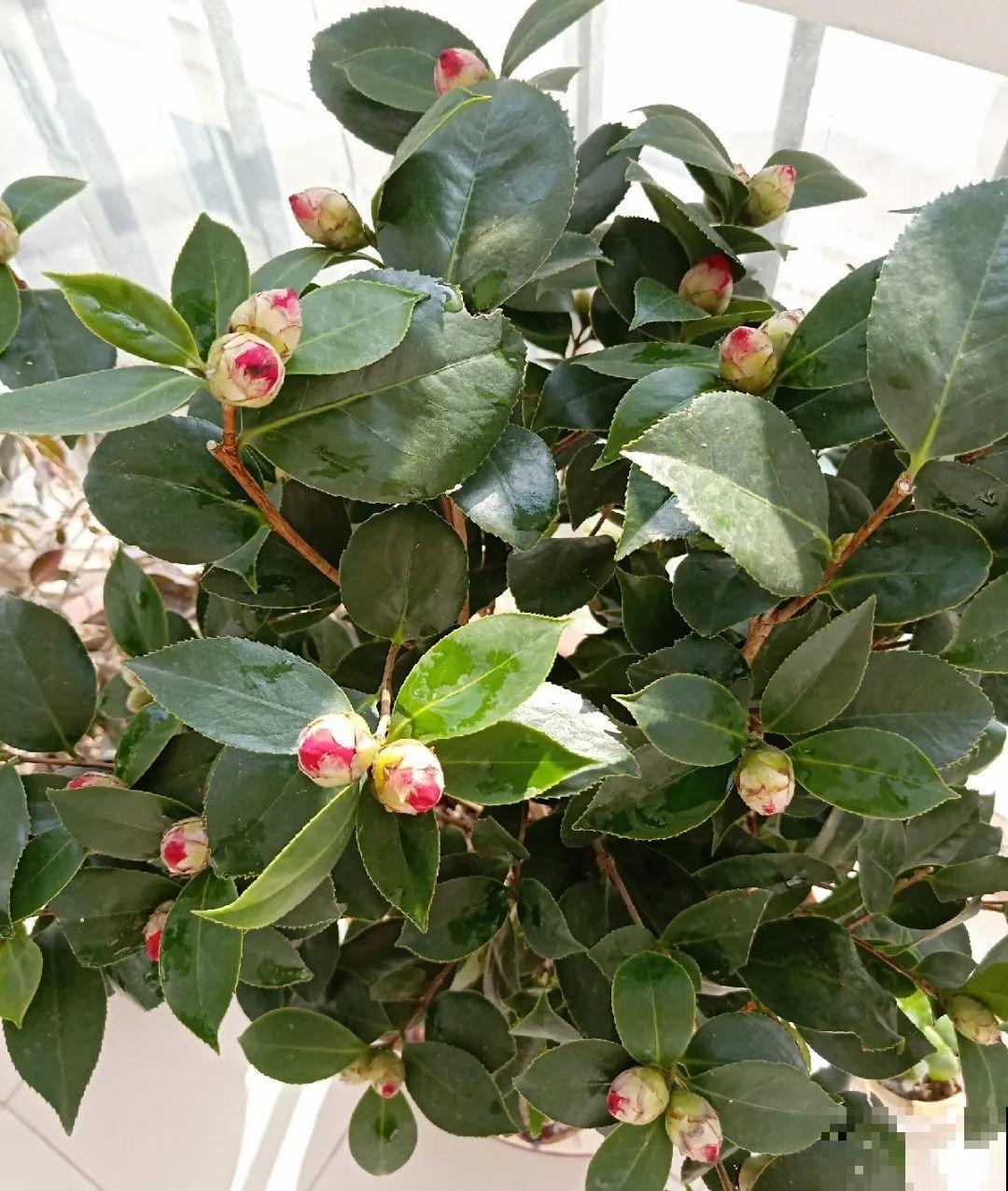 秋天特难养的花，养不活难受，还惹一肚子气！