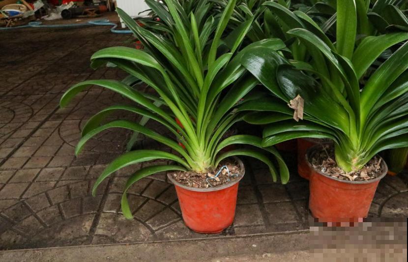 买君子兰水太深，掌握这些标准，一眼判断品质好坏！