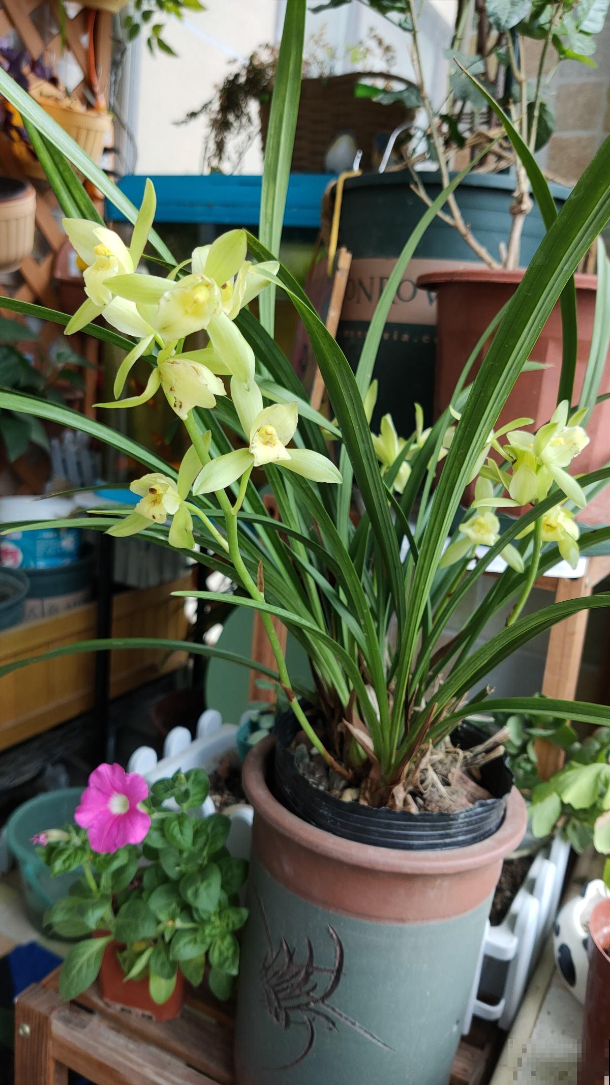 兰花扔室外，5℃冻俩月，开花一茬接一茬