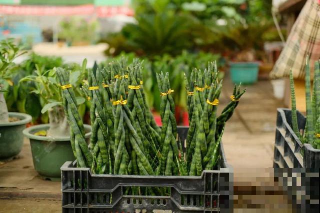 冬天就养耐阴花，没光也能开爆盆，扔角落自己疯长！