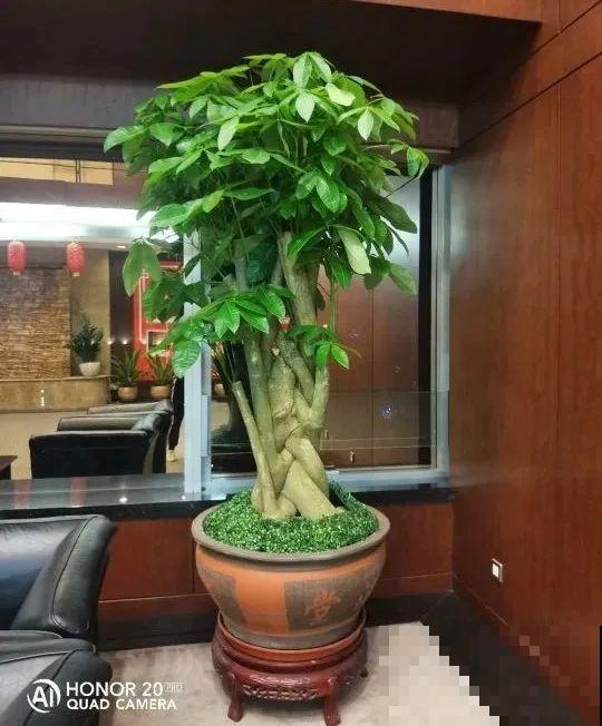 这些花快搬进室内，再不搬就晚啦！死翘翘！