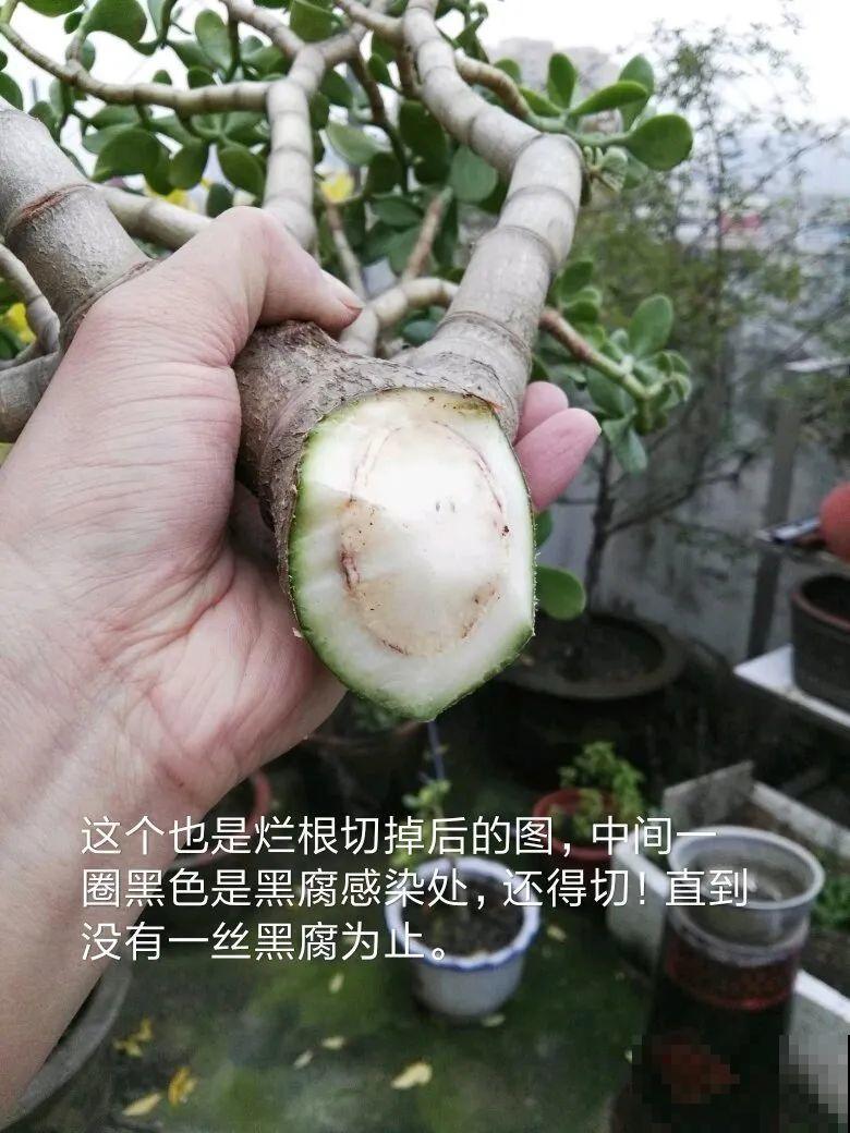 10种花少浇水，天冷容易涝根，旱一旱才长得旺