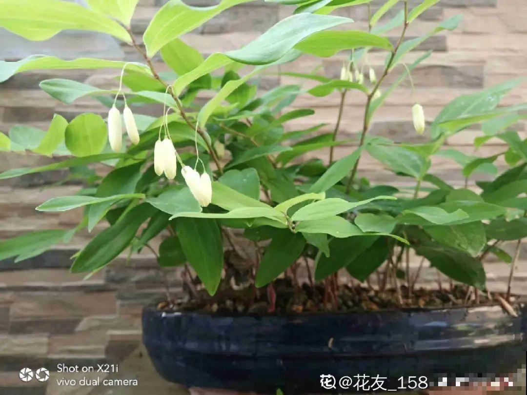 这种花很稀罕,以前喂猪没人要,现在抢破头! 这种花很稀罕,以前喂猪没人要,现在抢破头!