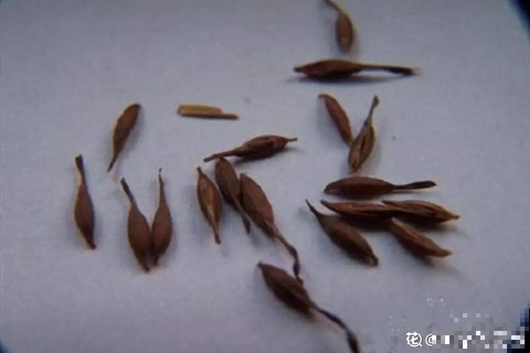 15种花，开完花就结种子，千万别丢掉