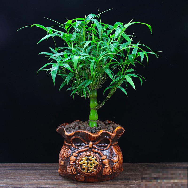 家里养盆“吉祥竹”，枝干翠绿有生机，寓意日子节节高