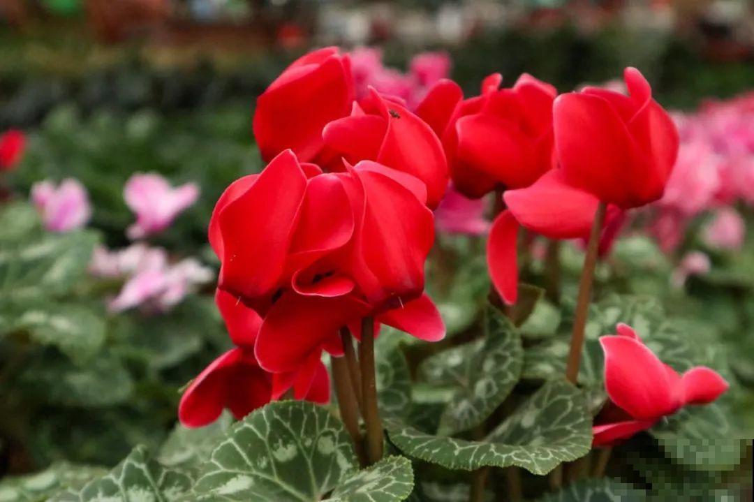 耐阴的仙客来，房间里养一盆，能开上百天！