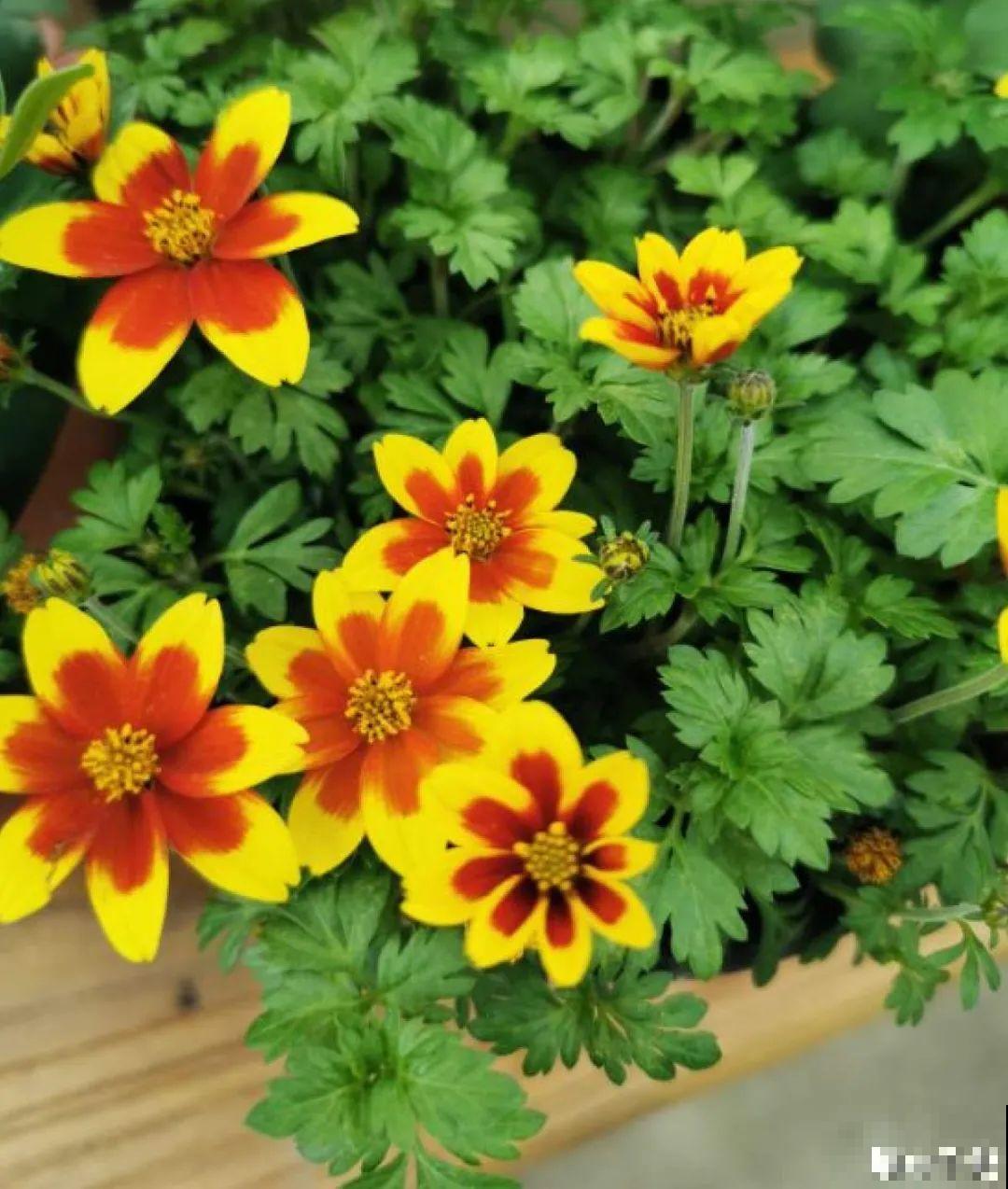 这种花很稀罕,以前喂猪没人要,现在抢破头! 这种花很稀罕,以前喂猪没人要,现在抢破头!