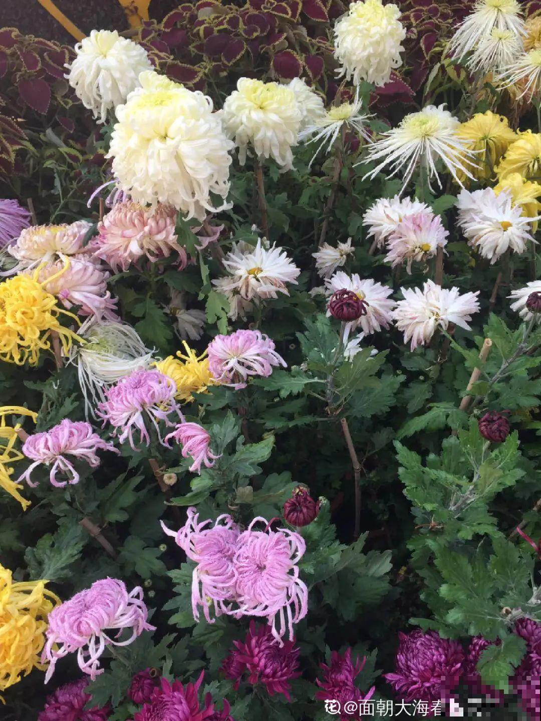 养花也别特迷信，好看的花都不能养，郁闷！