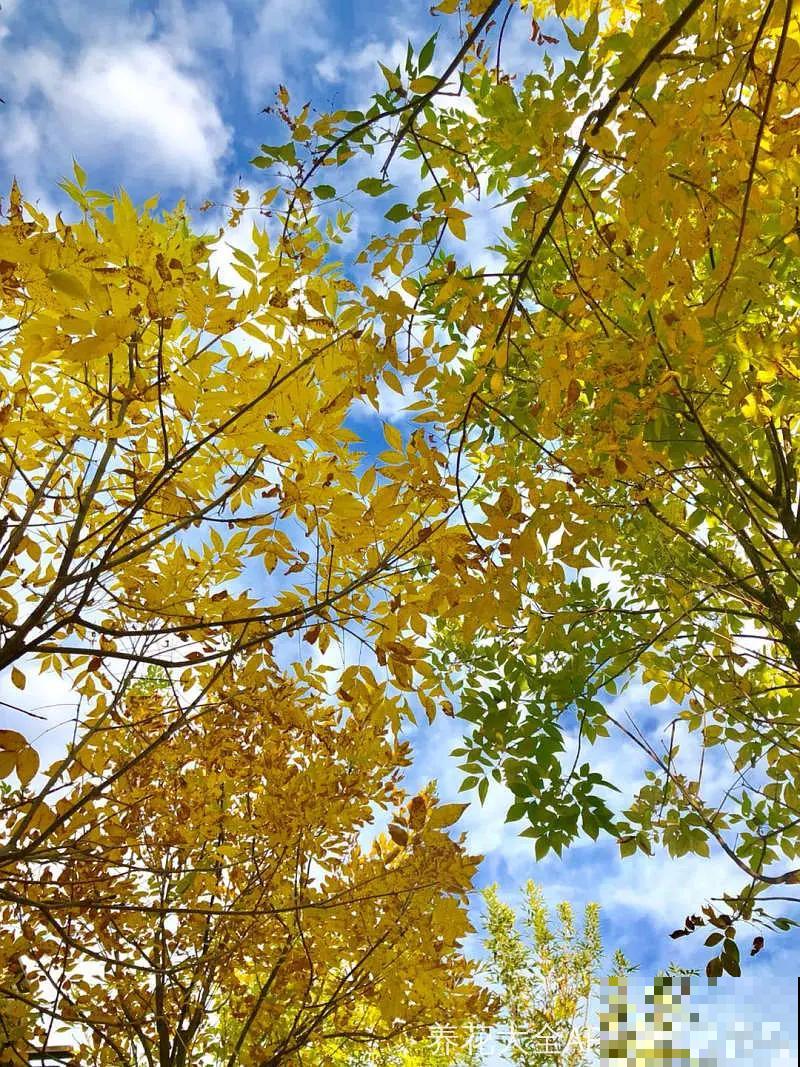 秋日开花多，美景拍下来，留住最美一刻