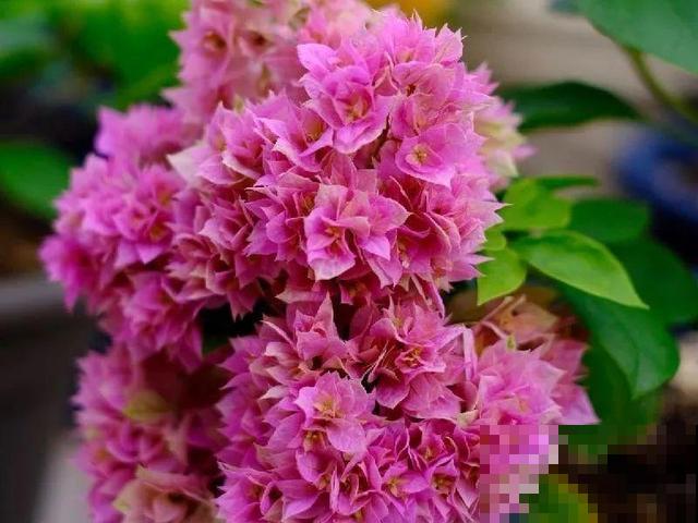 十月养这花,撸叶子、少浇水,10天冒出大花苞! 十月养这花,撸叶子、少浇水,10天冒出大花苞!