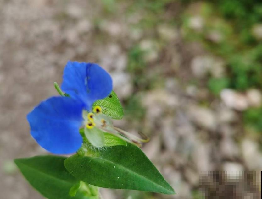 蓝紫色“精灵”鸭跖草,似蝴蝶花间飞舞,仙气十足! 蓝紫色“精灵”鸭跖草,似蝴蝶花间飞舞,仙气十足!