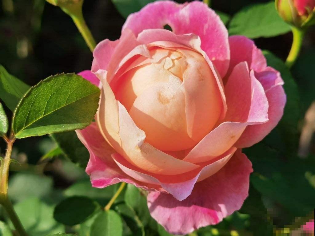 养花之后,多了一些“小癖好”,花友们中了哪几个? 养花之后,多了一些“小癖好”,花友们中了哪几个?