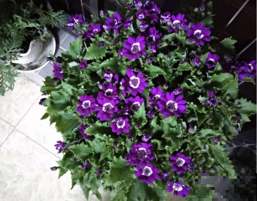 瓜叶菊挺好养，不怕冷也不怕热，怎么造都能活！