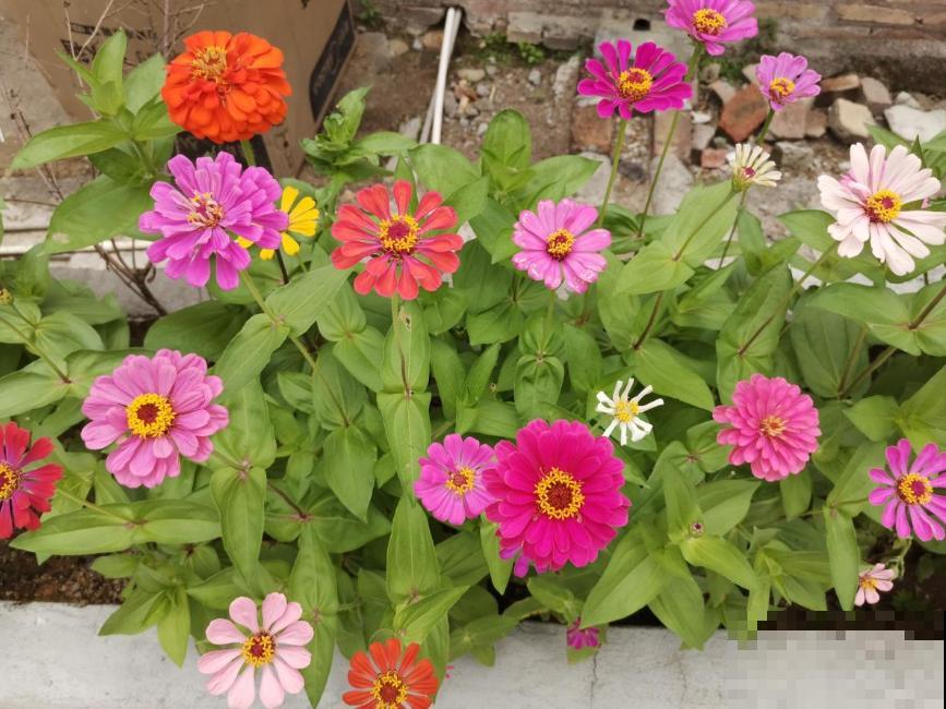 植物命名的5种方式,新奇有趣! 植物命名的5种方式,新奇有趣!