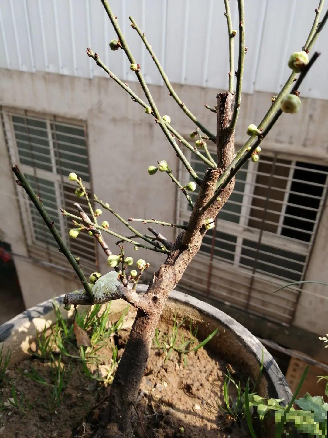 20种花特耐寒，放外面冻一冻，开花更多