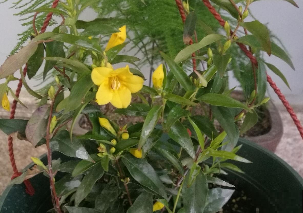 这种花叫金钩吻，花开黄灿灿，味道碾压大牌香水！