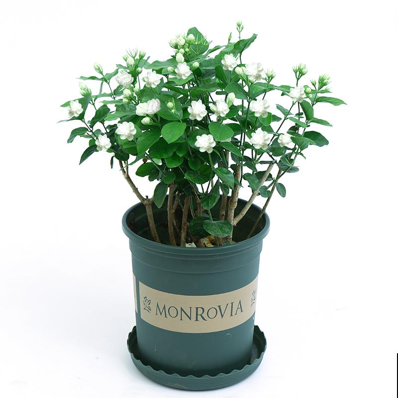 小时候常见的花，都是童年记忆，你记得几种？