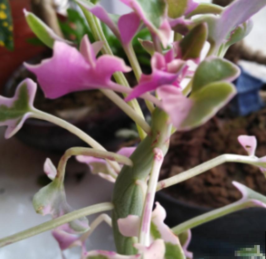 秋天养棵七宝树，长得像黄瓜，冬天开出小黄花！