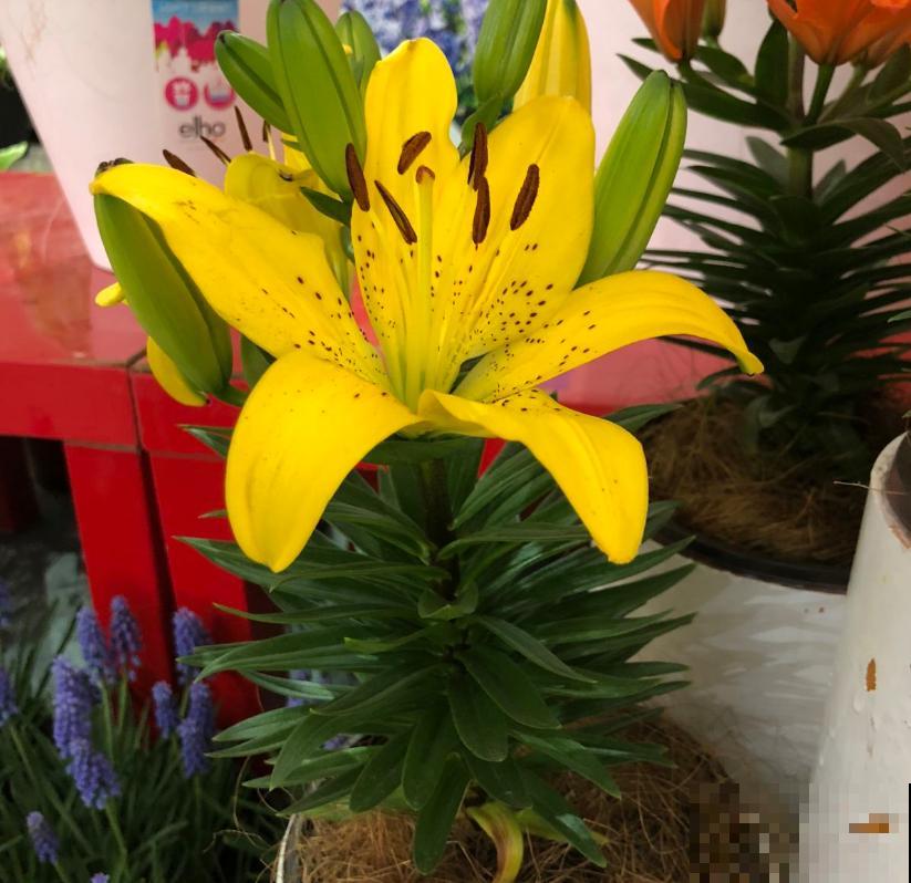 这3种花爱猫人士要注意，坚决不能养，养了猫咪就遭罪！