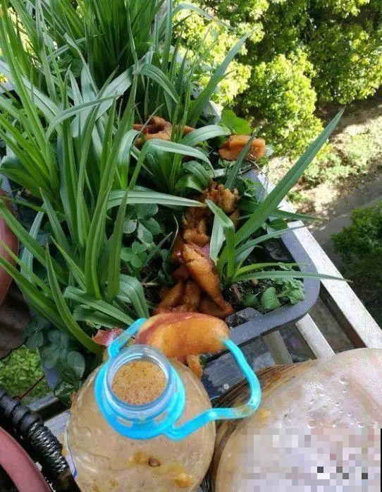 市里区一楼做个小花园,的确很美,一定要注意照顾邻居感受 市里区一楼做个小花园,的确很美,一定要注意照顾邻居感受