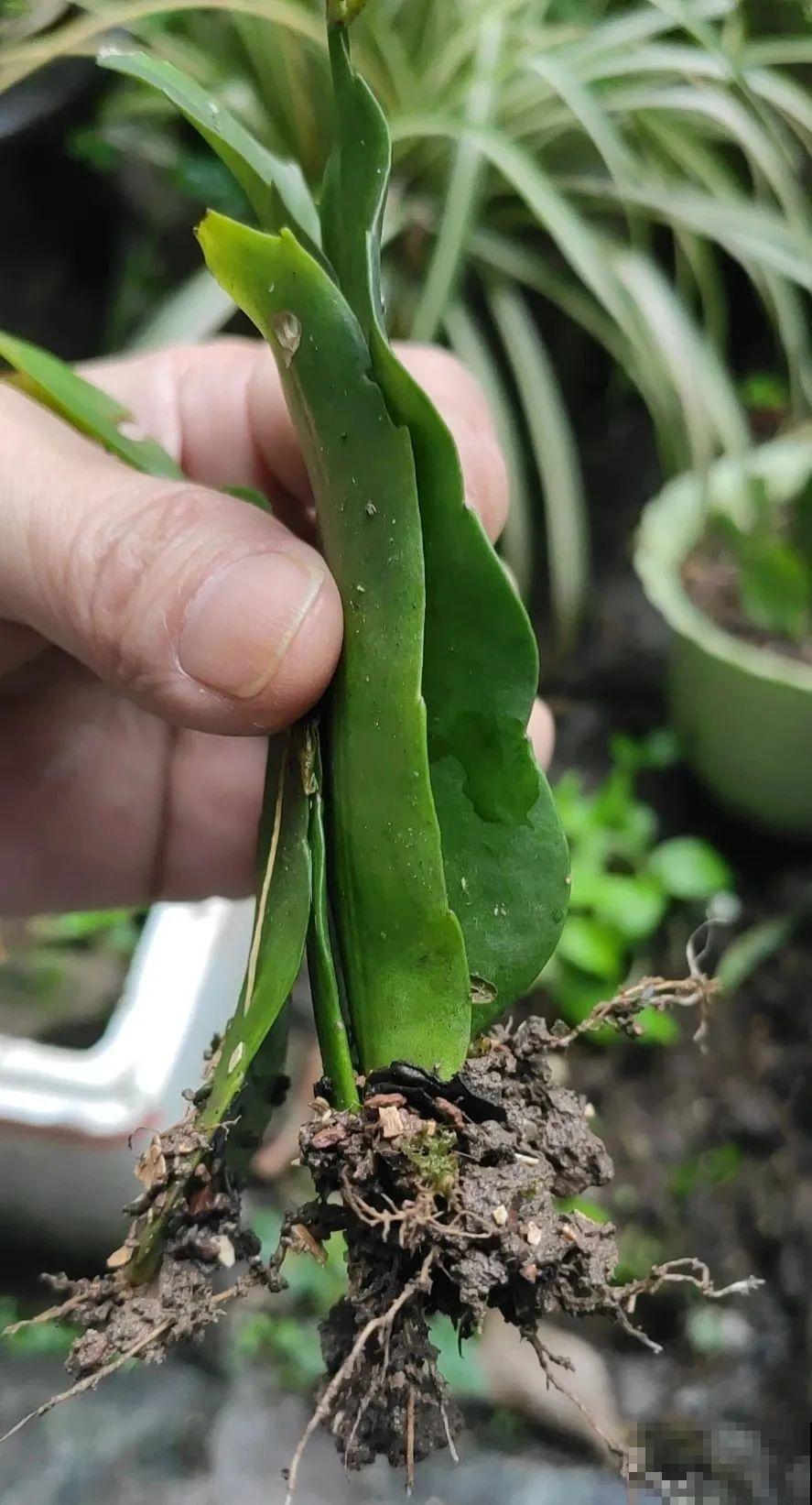 最后一波扦插，赶紧动手，天冷就不行了！