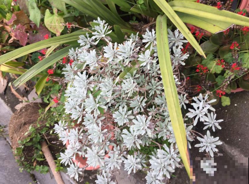 芙蓉菊这样养，花繁叶茂，蚊虫绕路走！