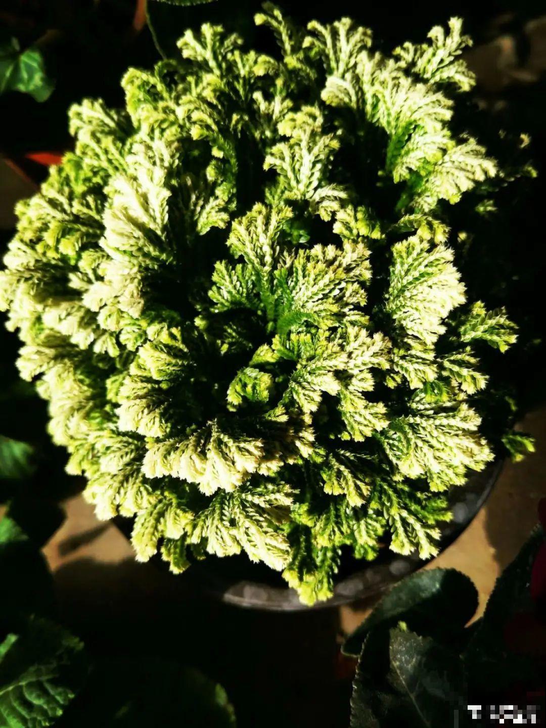 这种花特抗冻,不怕严寒,养死算我输! 这种花特抗冻,不怕严寒,养死算我输!